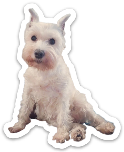 Adele (Former Puppy Mill Mini Schnauzer Mama) Vinyl Sticker