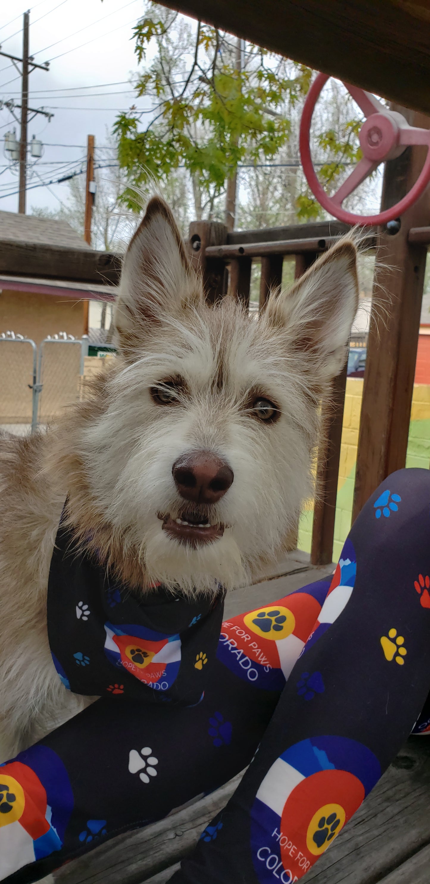 CLEARANCE Hope for Paws (Exclusive) FUNDRAISER - High-quality Handcrafted Vibrant Leggings